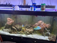 Livestock for sale FREE tank