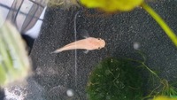 Albino Channa snakehead for sale