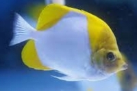 Pyramid butterfly fish sale (pair).... sold....