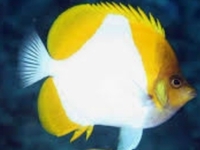 Pyramid butterfly fish sale (pair).... sold....