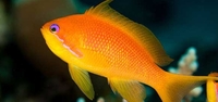 Powder blue tangs , brown salfin tang.