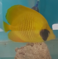 Addis Butterfly fish sale.. card payment welcome