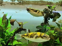 2 x Amazonian puffers (Colomesus asellus) (£20)