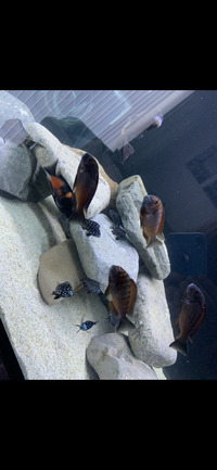 Tropheus for sale