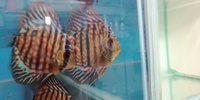 Closing fish house down