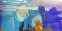 Closing fish house down