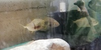 Closing fish house down