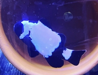 Black snowflake/phantom clownfish