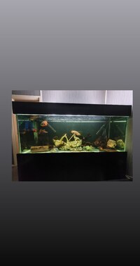 6ft x 2ft x 2.5ft 980ltr aquarium