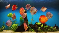 15 Stendker Discus for sale - can be sold as a group or individually.