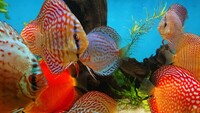 15 Stendker Discus for sale - can be sold as a group or individually.