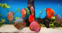 15 Stendker Discus for sale - can be sold as a group or individually.