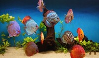 15 Stendker Discus for sale - can be sold as a group or individually.