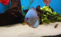 15 Stendker Discus for sale - can be sold as a group or individually.