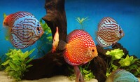 15 Stendker Discus for sale - can be sold as a group or individually.
