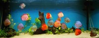 15 Stendker Discus for sale - can be sold as a group or individually.