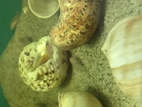 telmatochromis temporalis F2 Shell dwellers