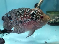 Odd Balls Predator - Cichlids - Flowerhorns - Crayfish