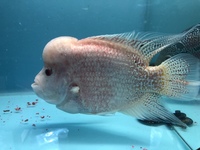 Odd Balls Predator - Cichlids - Flowerhorns - Crayfish