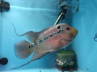 Odd Balls Predator - Cichlids - Flowerhorns - Crayfish