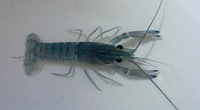 Odd Balls Predator - Cichlids - Flowerhorns - Crayfish