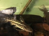 Odd Balls Predator - Cichlids - Flowerhorns - Crayfish