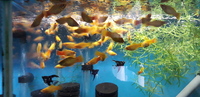 Various tropical fish for sale