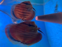 Grown on discus