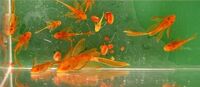 DISCUS, ,DISCUS,,DISCUS , TROPICAL FISH SALES.,,CHESHIRE OAKS DISCUS,DOMESTIC & WILDS. AROWANA, RAYs, PLECO S