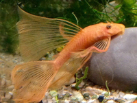 DISCUS, ,DISCUS,,DISCUS , TROPICAL FISH SALES.,,CHESHIRE OAKS DISCUS,DOMESTIC & WILDS. AROWANA, RAYs, PLECO S