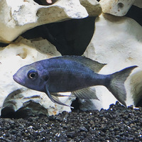 Ophthalmotilapia Ventralis male for sale - £10