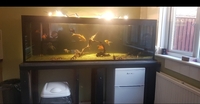 6ftx2ftx2ft all glass Seashell Aquarium custom made fish tank