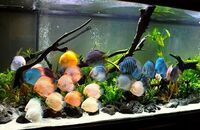 32 Assorted discus 5-6 inches