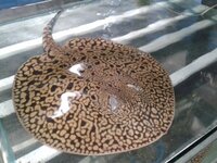 Female and male fresh water stingrays available for sale.