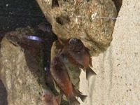 Tropheus ,cichlids