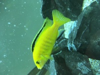 Malawi Mbuna Juvenile Cichlids Fish Sale.