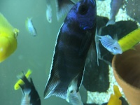 Malawi Mbuna Juvenile Cichlids Fish Sale.