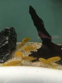 Malawi Mbuna Juvenile Cichlids Fish Sale.