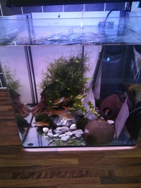 Full set up for sale - tank, equipment and breeding pair of angels