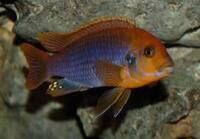 Wet Pets Solihull Have stunning Malawi Juvies for sale some rarer ones and a good size a must see li