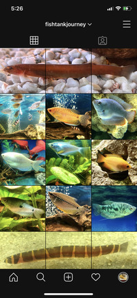 Closing tank - Fish for sale/swap