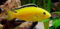 Wet Pets Solihull Have stunning Malawi Juvies for sale some rarer ones and a good size a must see li