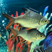 American Cichlids WANTED