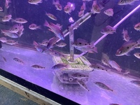 African cichlids Essex area