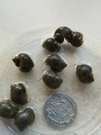 MYSTERY SNAILS