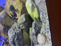 Tropheus nkonde and eretmodus for sale