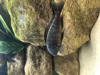 Couple of odd Tropheus - Murago and yellow rainbow