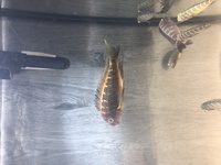 Couple of odd Tropheus - Murago and yellow rainbow