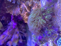 Some soft coral