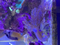 Some soft coral